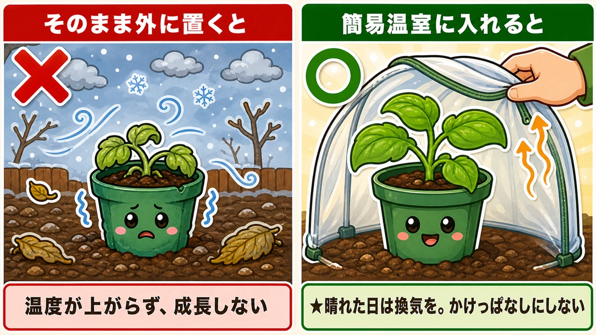 そのまま外に置くと育たない、簡易温室をかぶせる