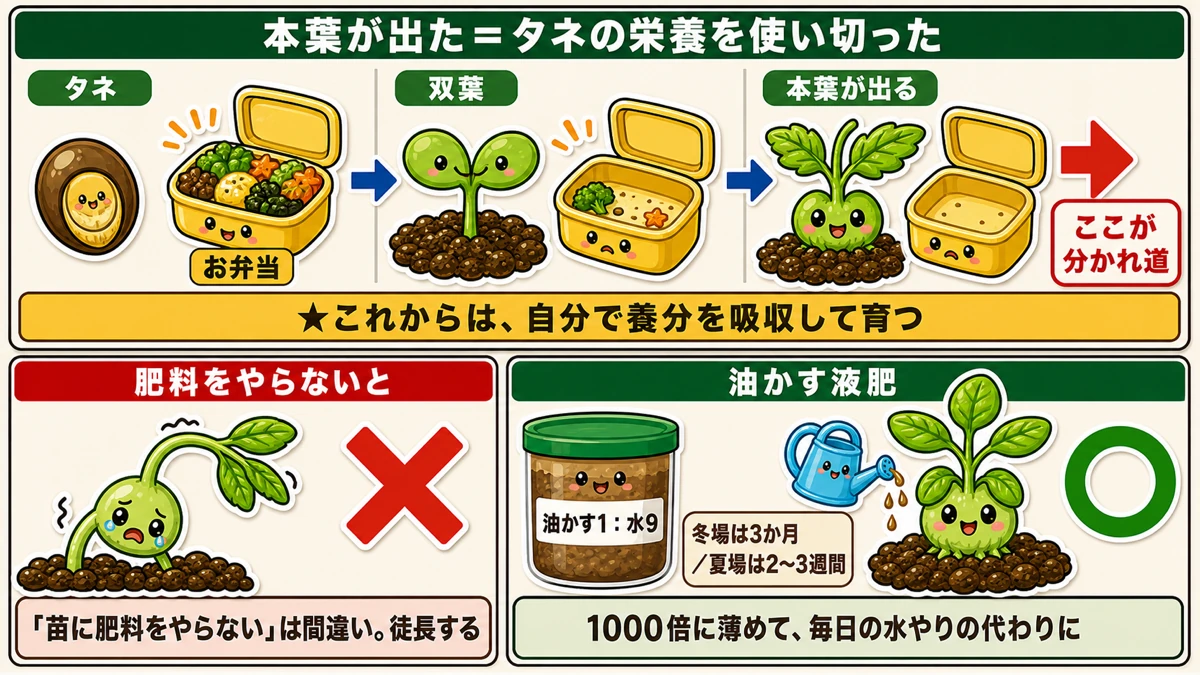 本葉が出た日が分かれ道、油かす液肥を1000倍で