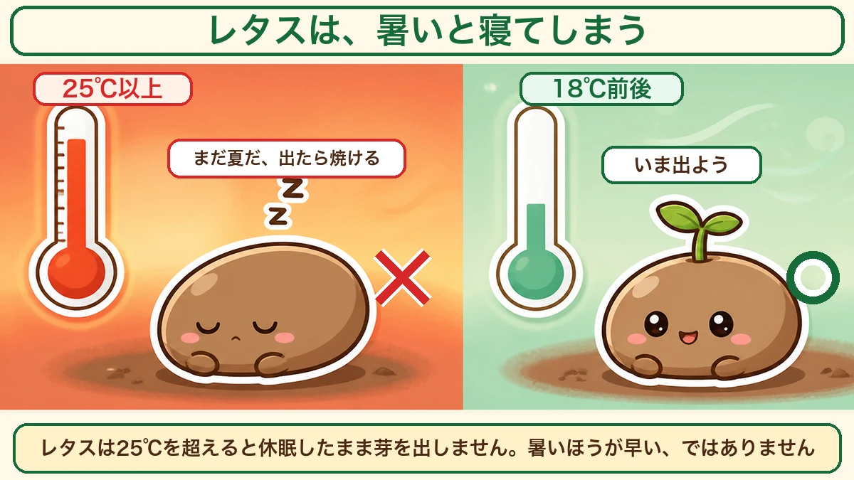 レタスは25℃以上だと休眠する