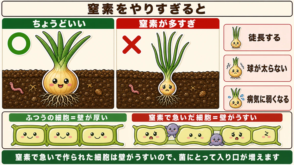 窒素が多いと徒長して球が太らない