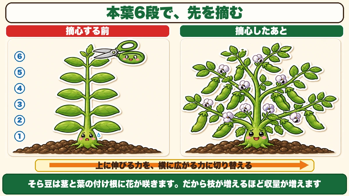 本葉6段で先端を摘むと脇芽が増える
