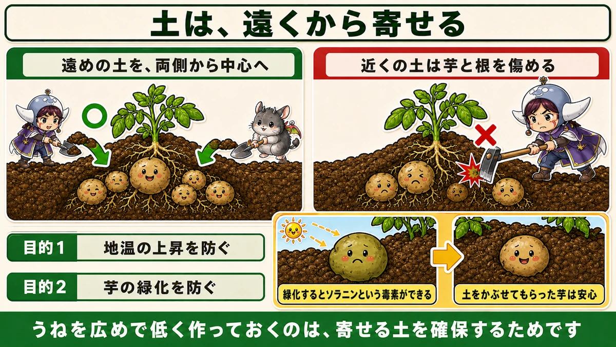 遠めの土を両側から中心へ、緑化とソラニン