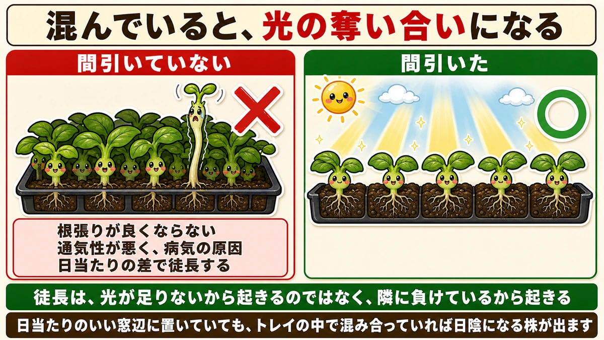 混んでいると光の奪い合いで徒長する