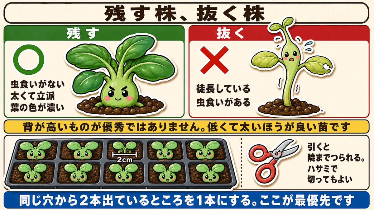 残す株と抜く株、間隔は2cm