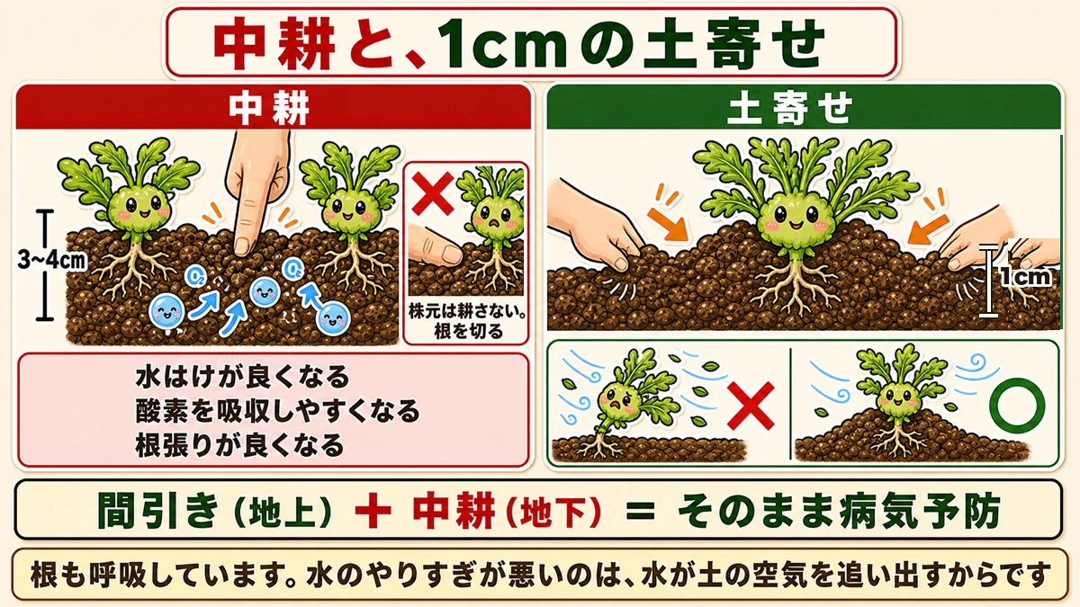 中耕は株間3〜4cm、土寄せは1cm