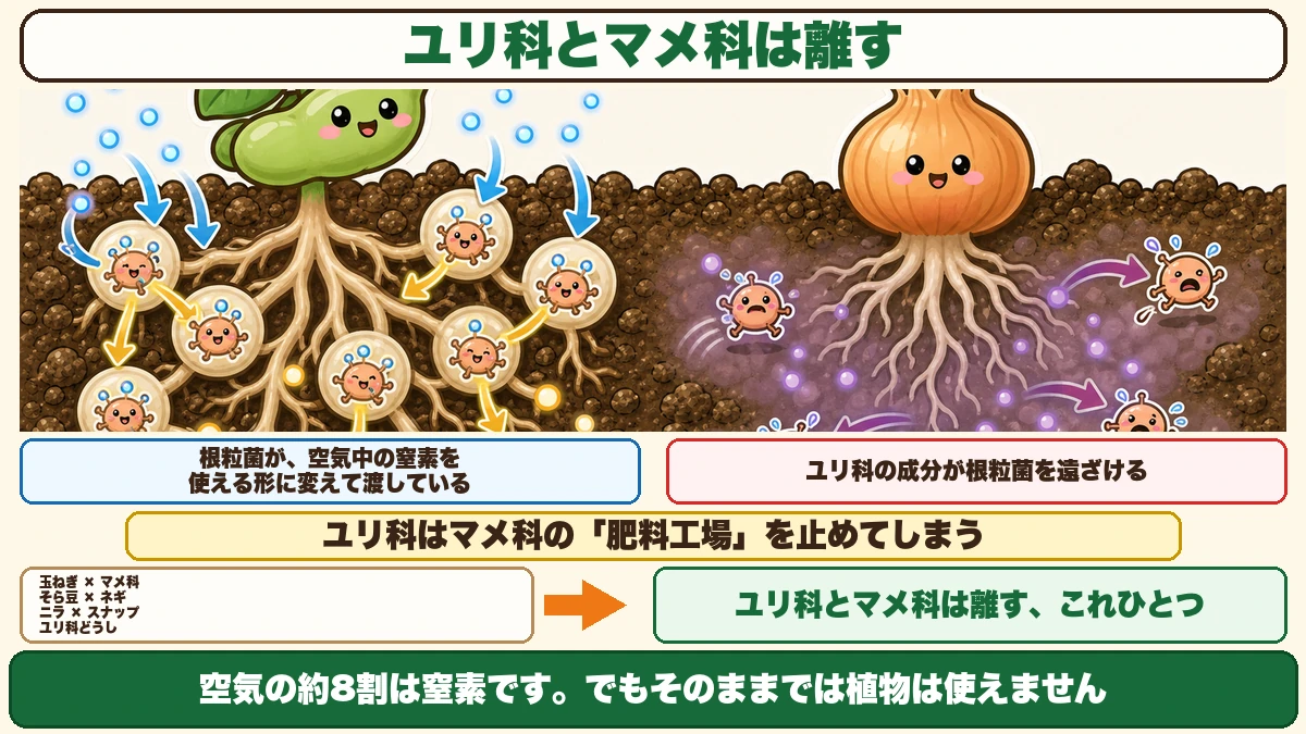 根粒菌が窒素を渡し、ユリ科がそれを遠ざける