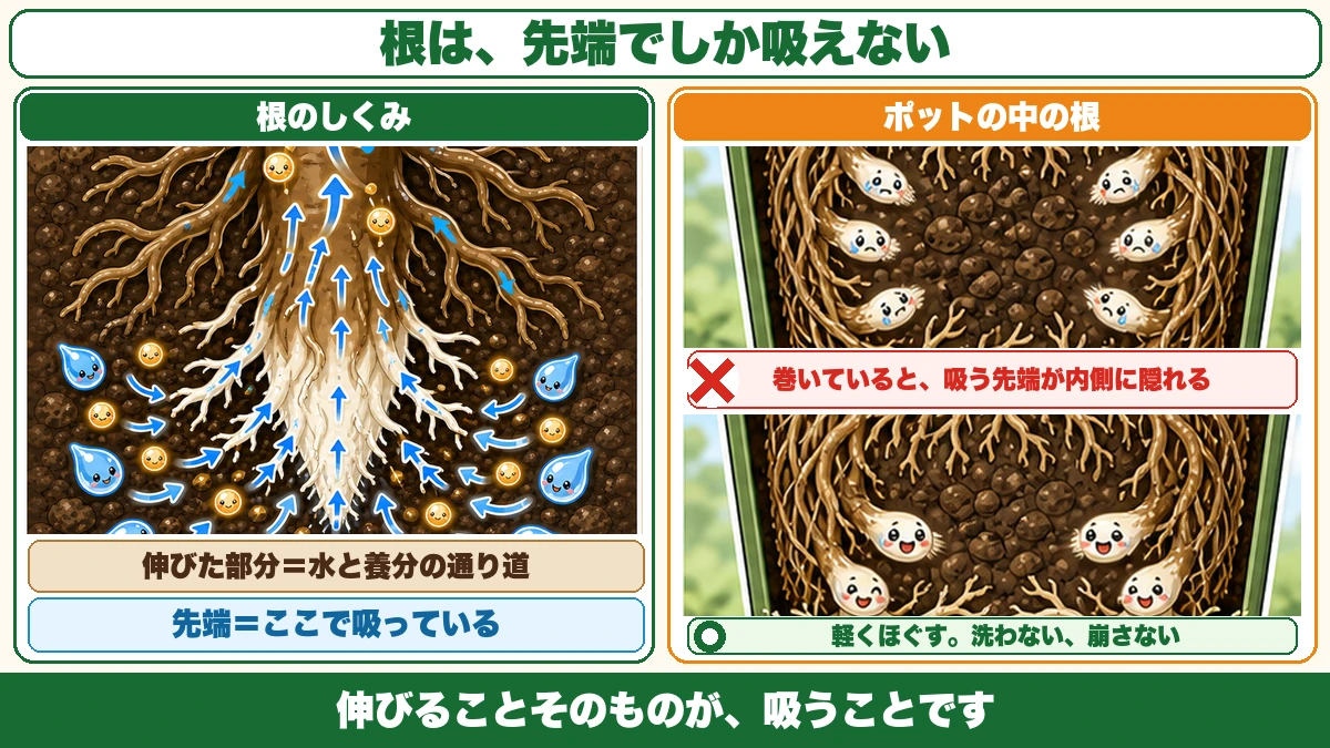 根は先端でしか吸えない、巻いた根は先端が隠れる