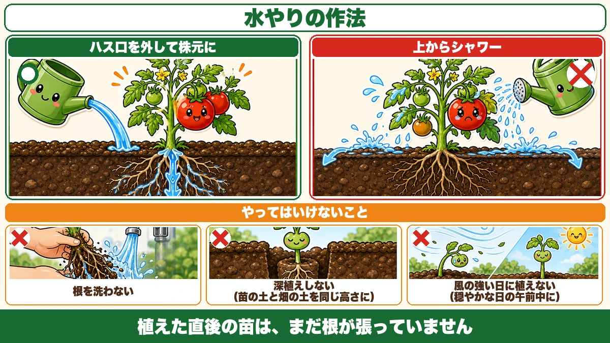 ハス口を外して株元に水をやる