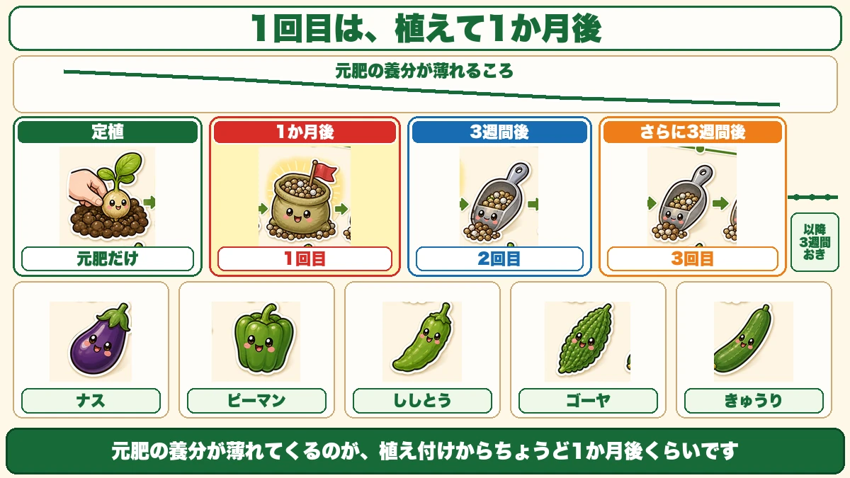 1回目は植えて1か月後、以降3週間おき