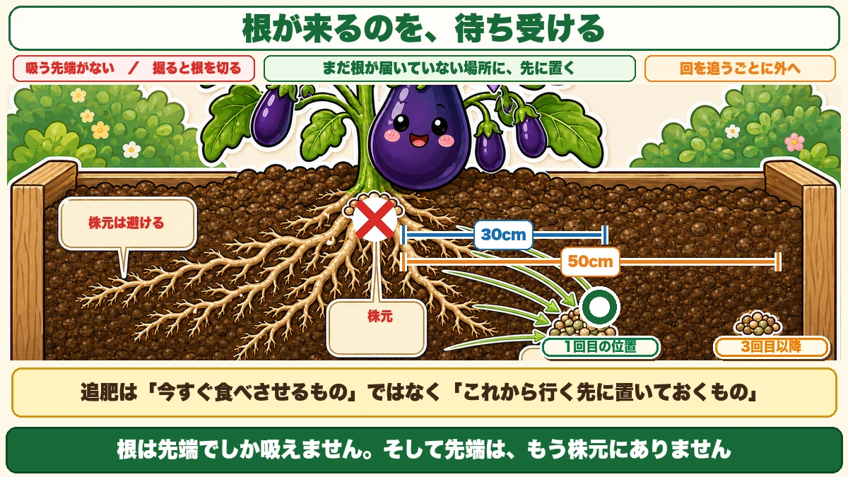追肥は根から30cm離した場所へ