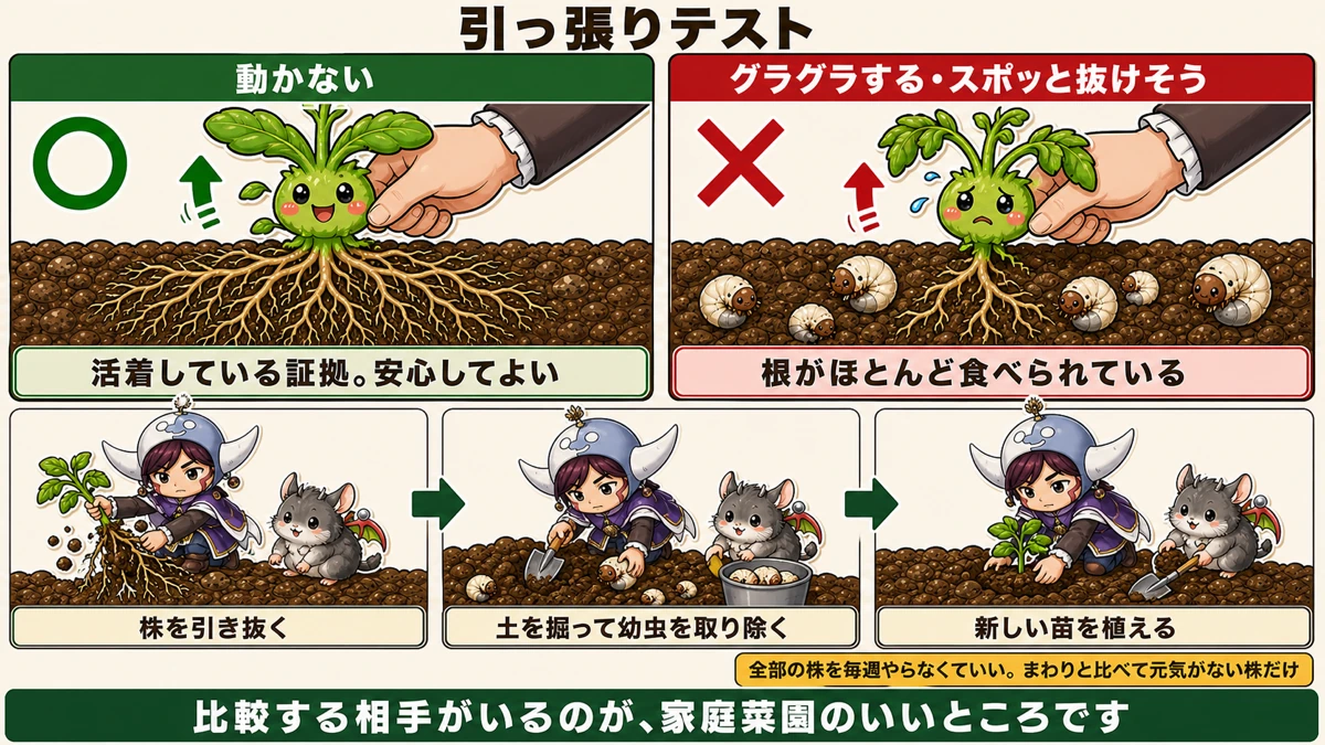 引っ張りテストで根の食害を調べる