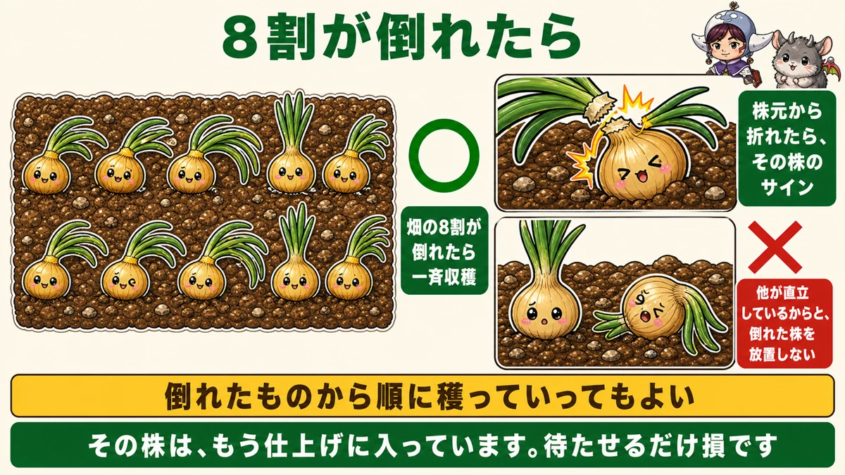 畑の8割が倒れたら一斉収穫