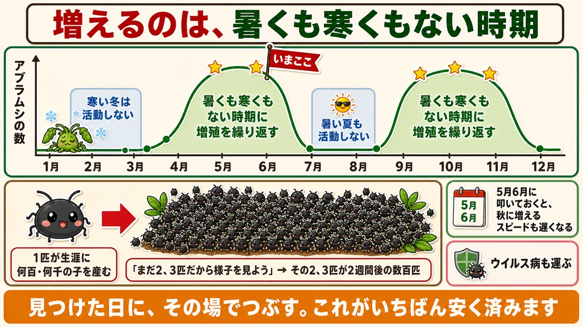 アブラムシが増えるのは5-6月と9-11月