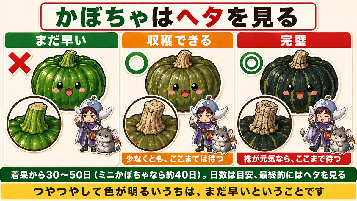 かぼちゃのヘタ