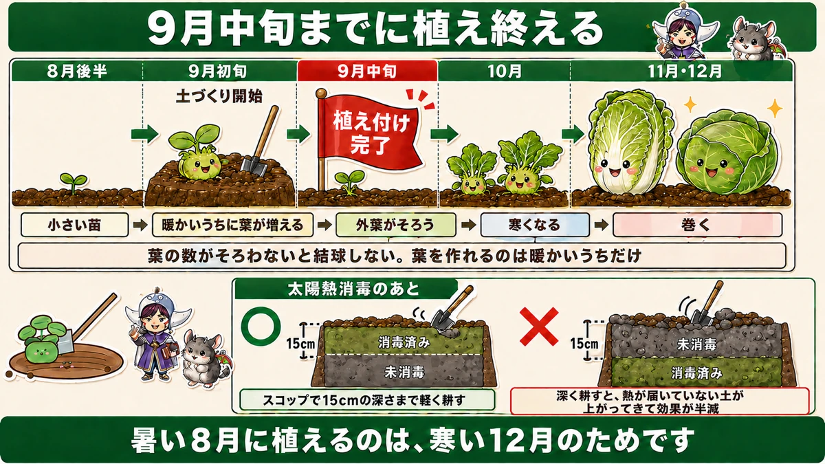 秋冬野菜の日程