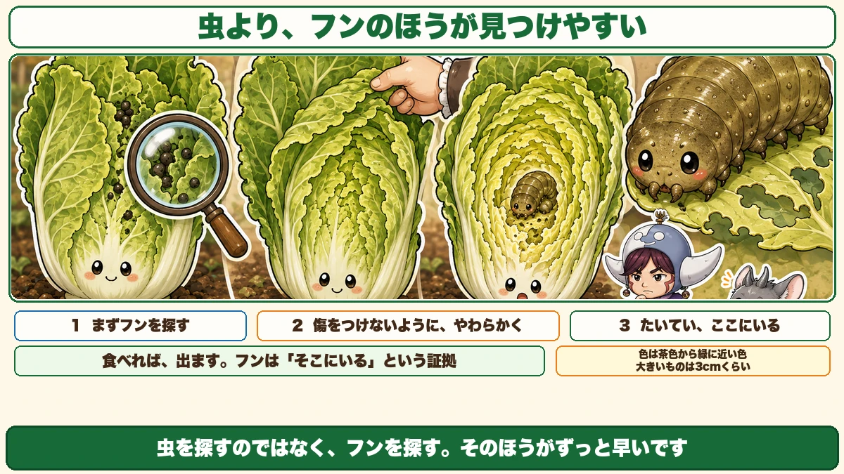 フンを見つけたら芯にいる