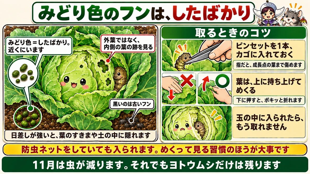 ヨトウムシは糞で探す
