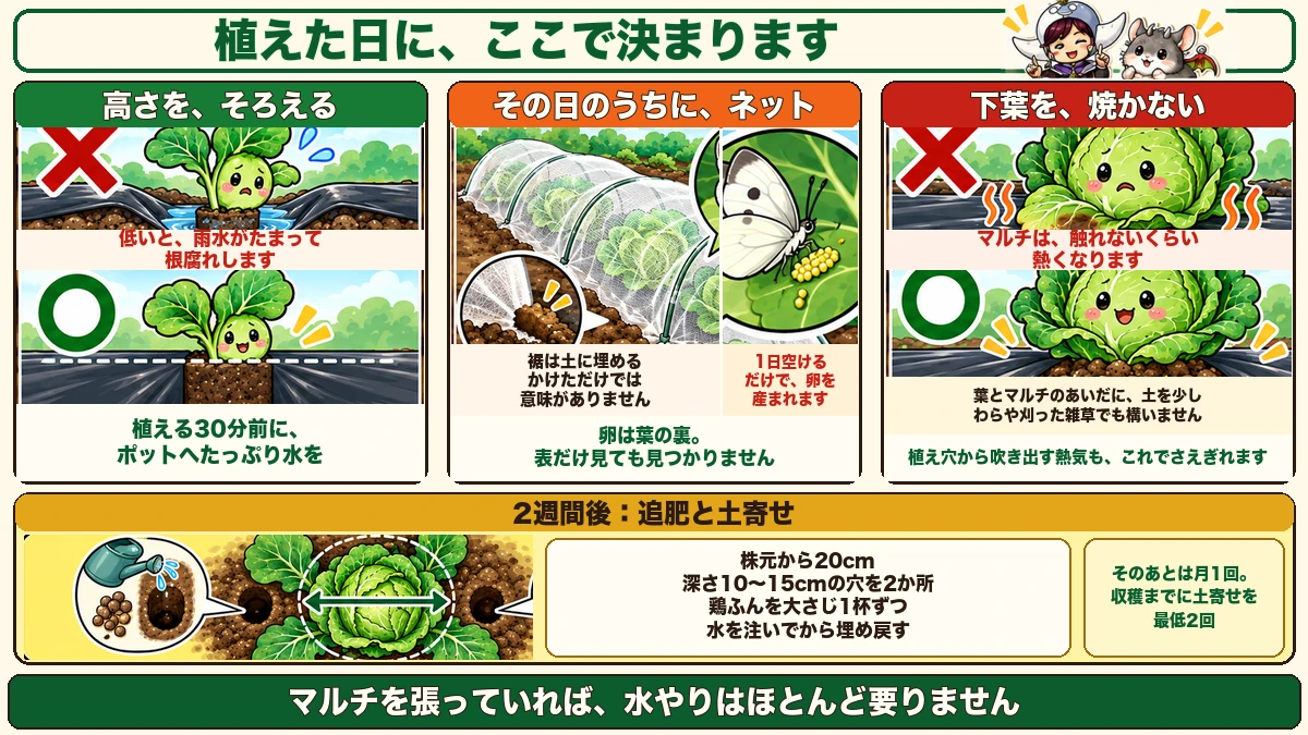 植えた日の3手