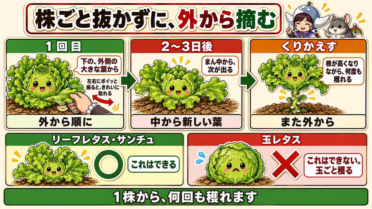 外葉から摘む