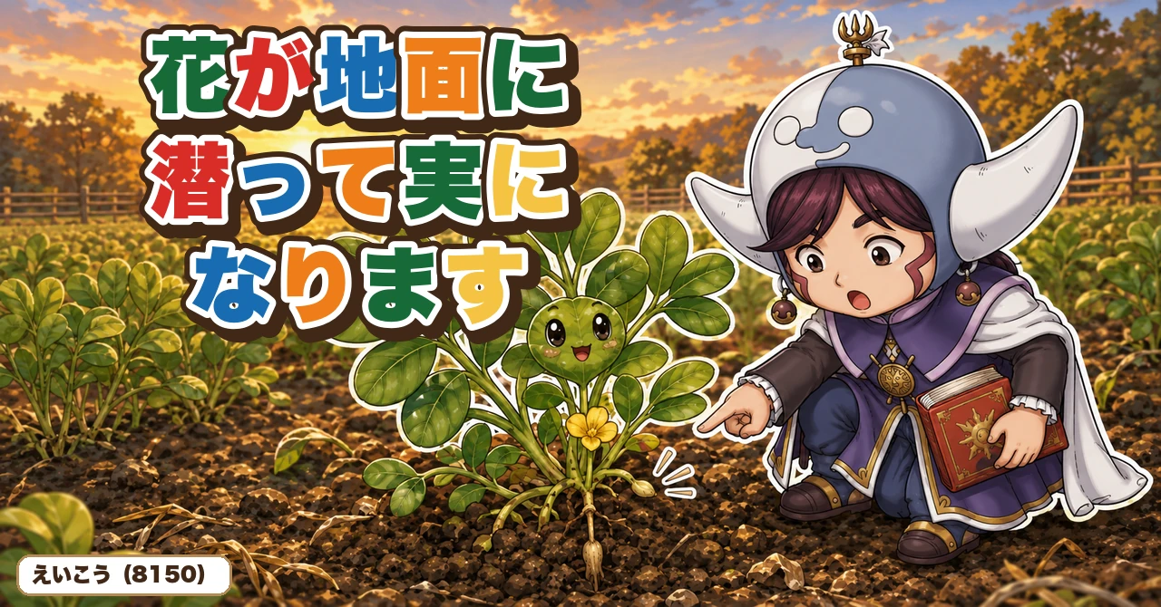 花が地面に潜って実になります🥜