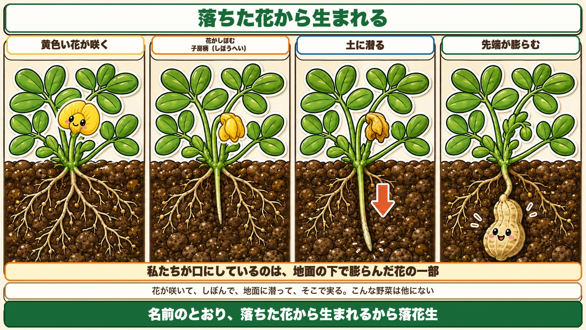 子房柄のしくみ