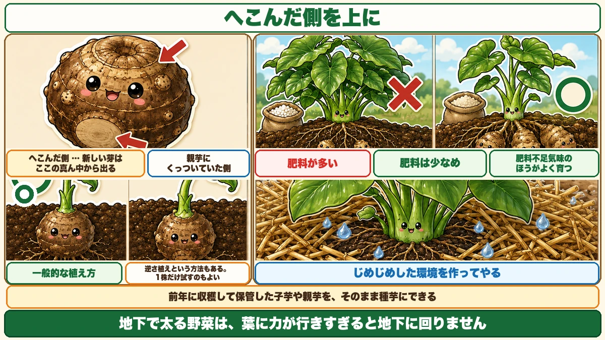 種芋の向き