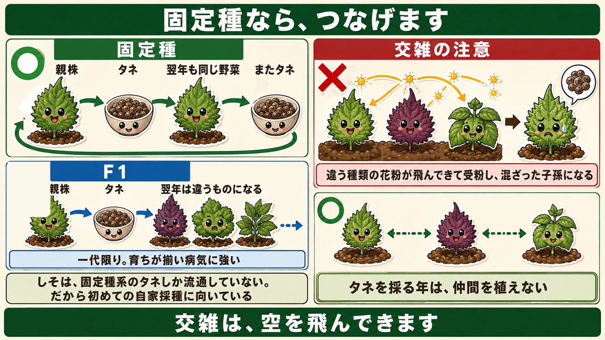 固定種なら採れる