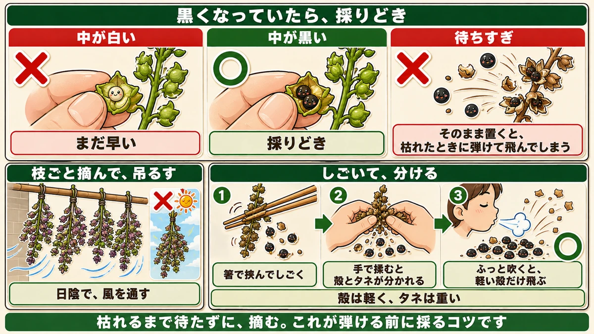 採り方2つ