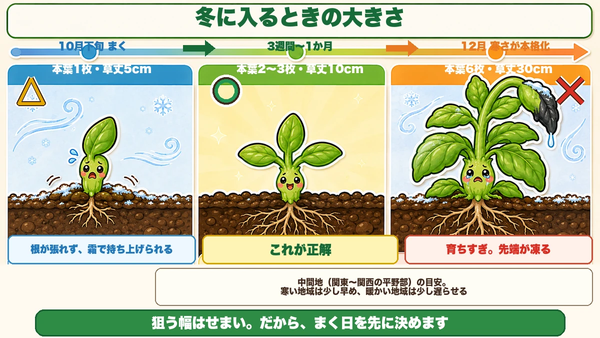 本葉2〜3枚で冬へ