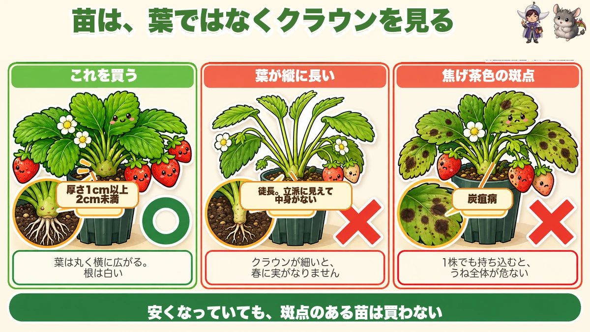 苗の選び方
