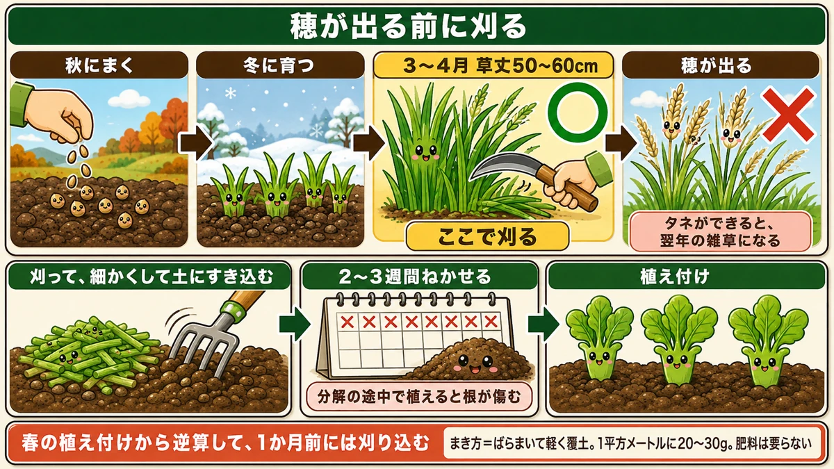 すき込む時期