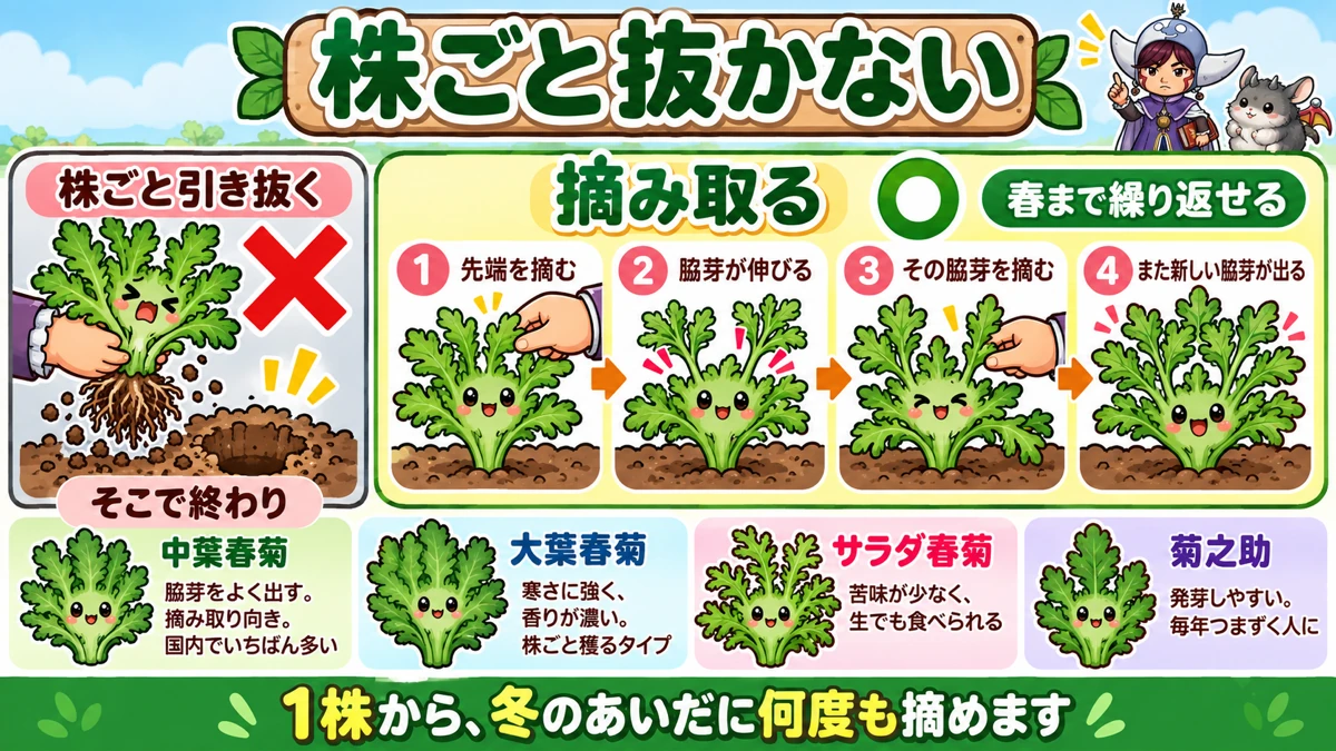 株ごと抜かず、摘み取って春まで穫り続ける