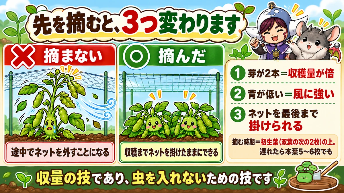 摘心で3つ変わる