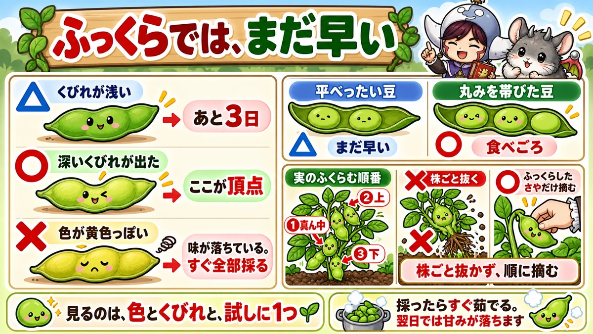 くびれで見分ける