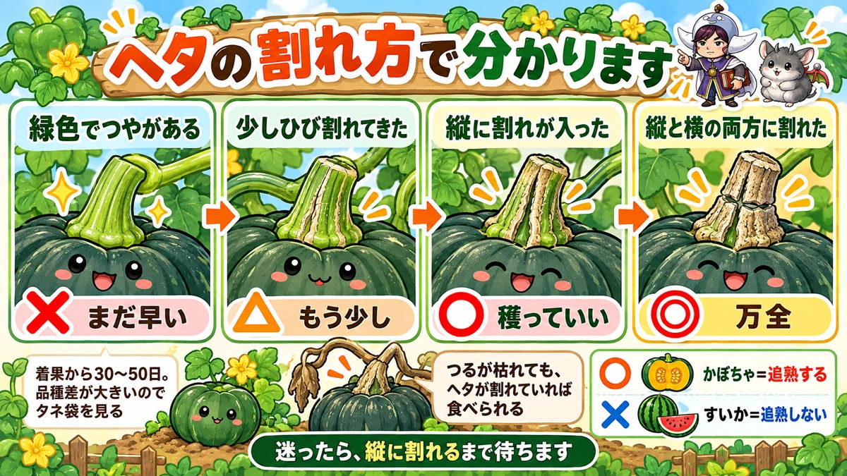ヘタの割れで見分ける