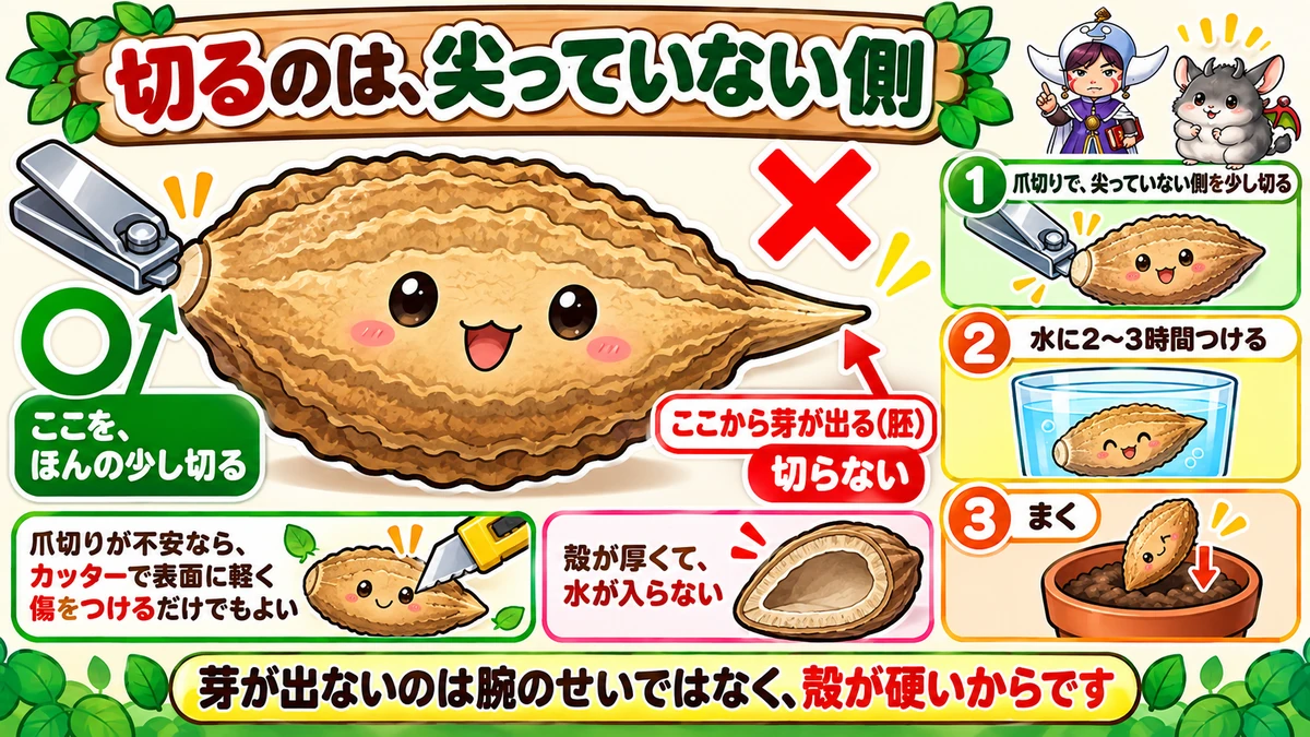 爪切りで芽出し