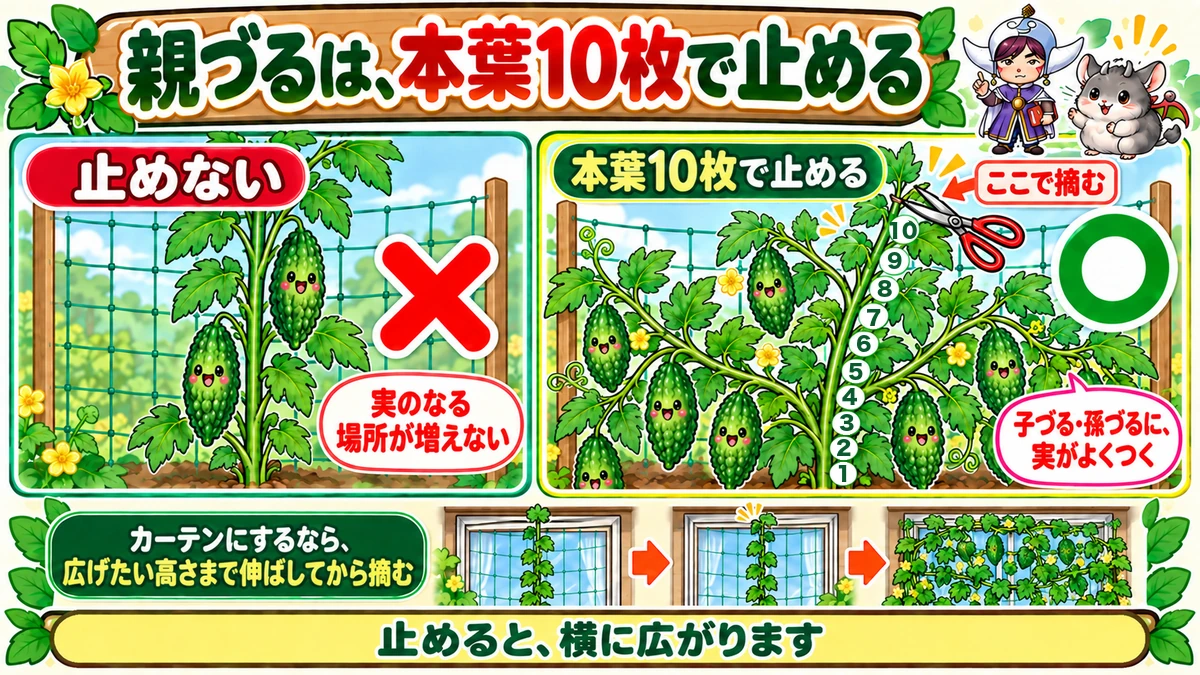 摘心で広がる