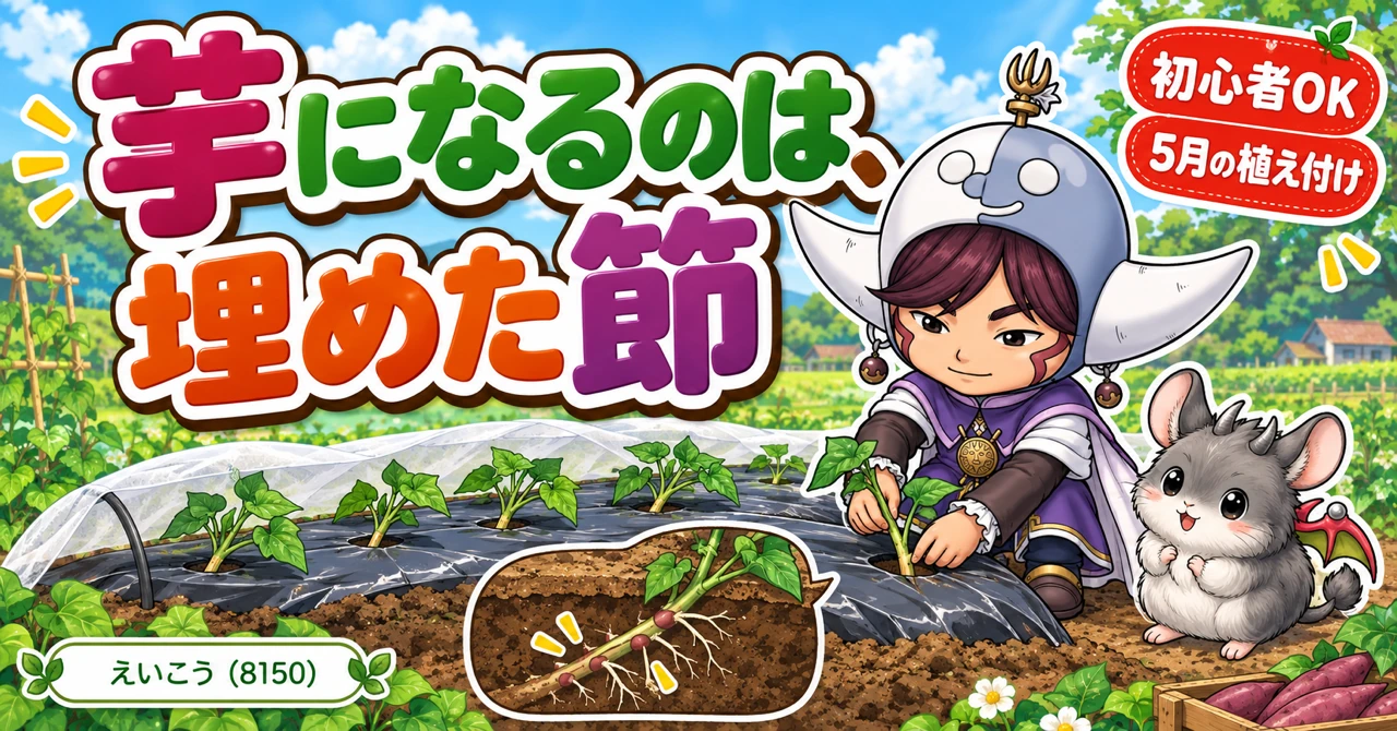 さつまいもは、埋めた節の数だけ芋ができます🍠 苗の置き方で決まる