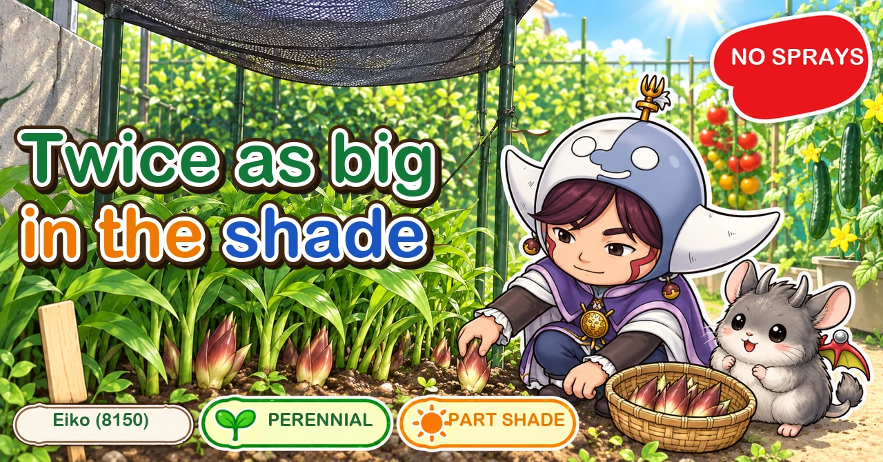Myoga grows twice as big in shade
