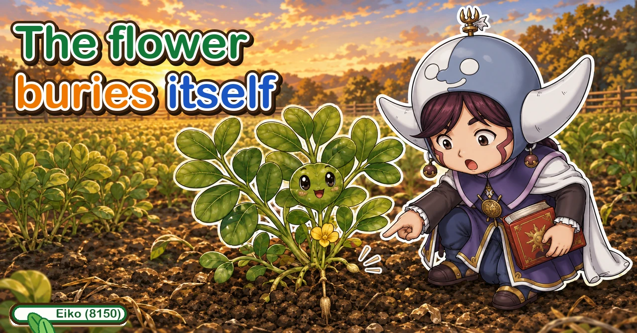 The flower buries itself and becomes the nut