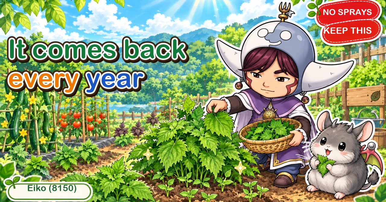 Shiso comes back from fallen seed every year