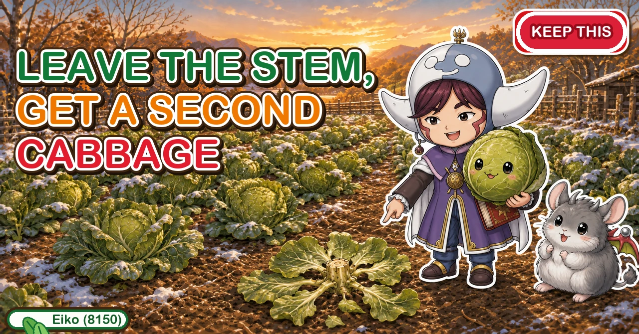 Leave the stem and you get a second cabbage