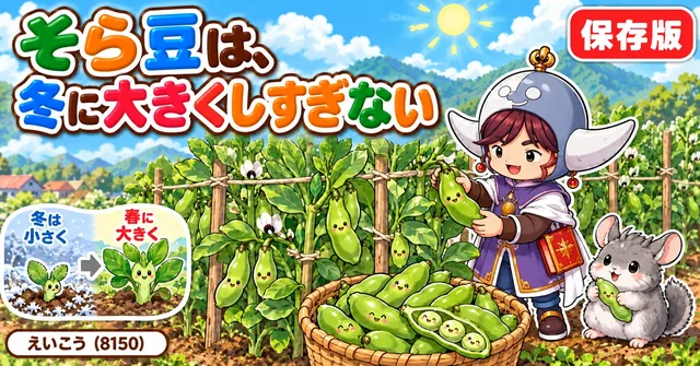 そら豆の育て方🫛 冬は小さく