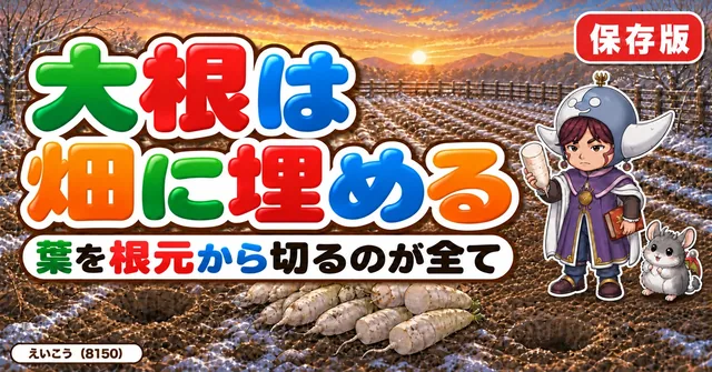 大根は畑に埋めて保存します🔵