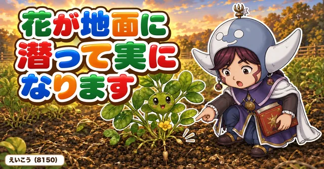 花が地面に潜って実になります🥜