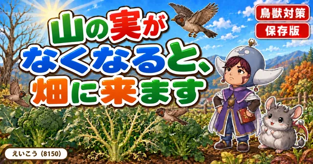 11月から畑に鳥が来ます🐦