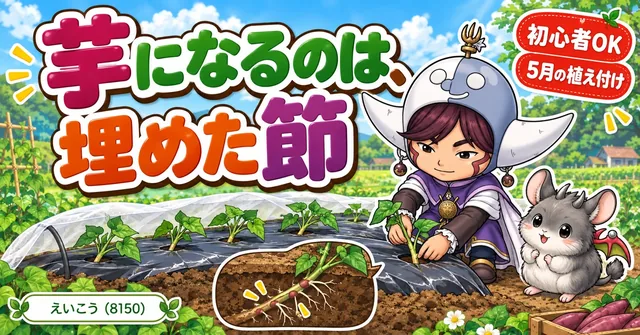 さつまいもは、埋めた節の数だ…